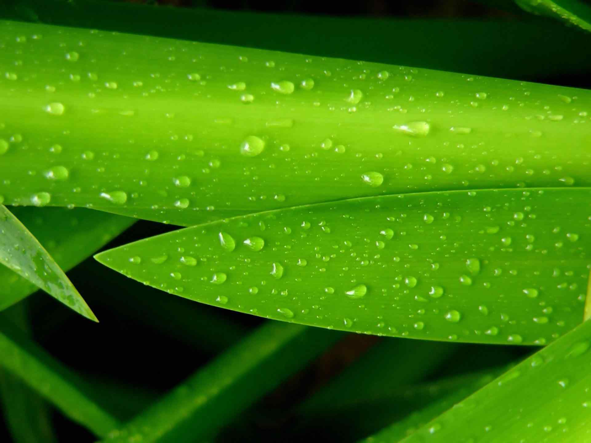 清新绿色植物护眼壁纸 十七辑