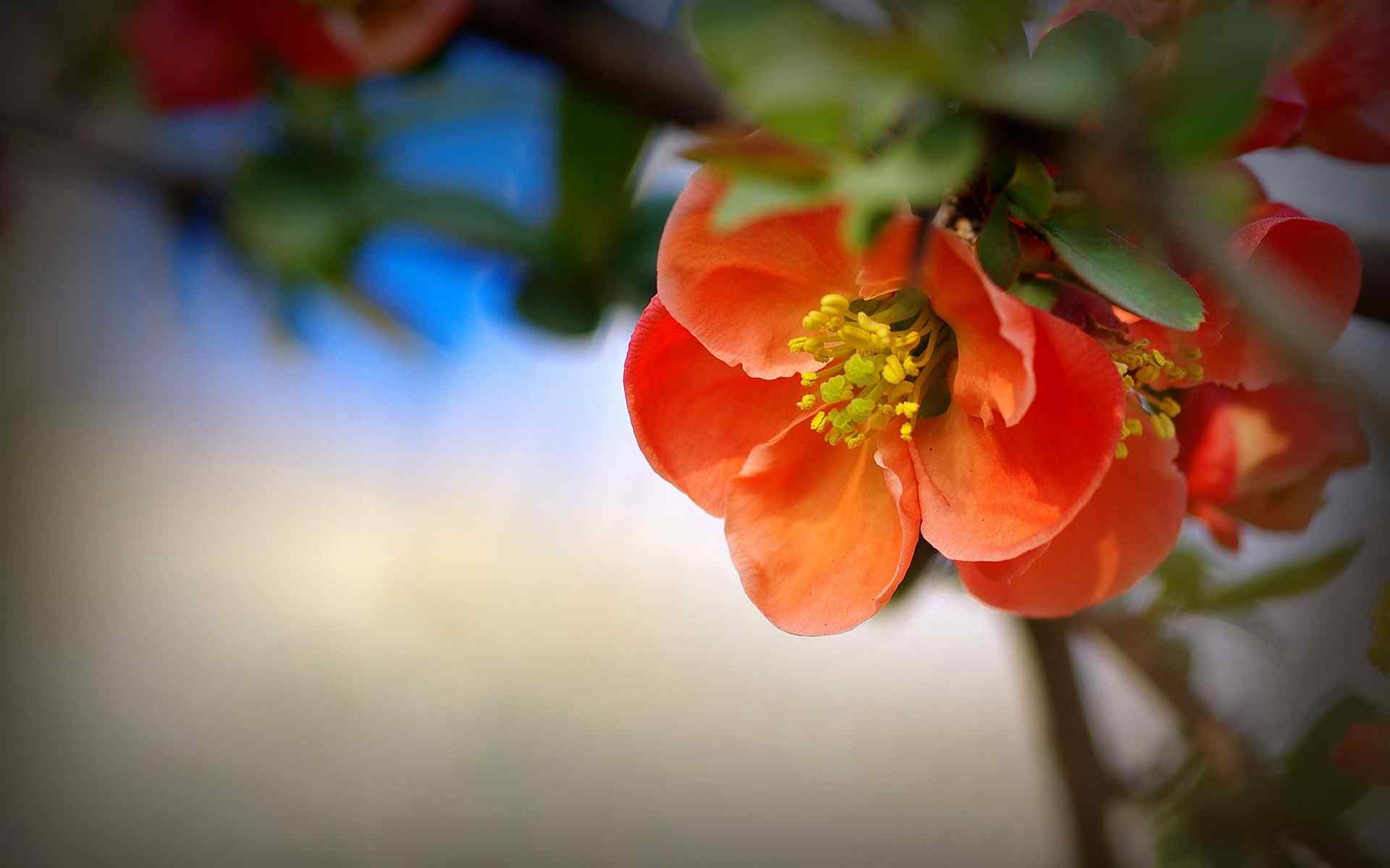 唯美贴梗海棠花卉桌面壁纸 第八辑 花开不谢 随心而绽