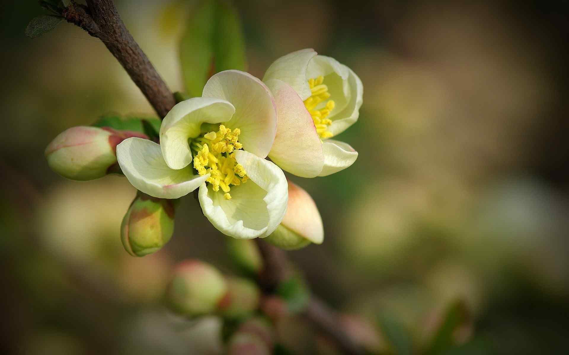 唯美贴梗海棠花卉桌面壁纸 第三辑 平凡的美 岁月静好