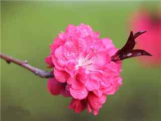 桃花品种紫叶桃花桌面壁纸