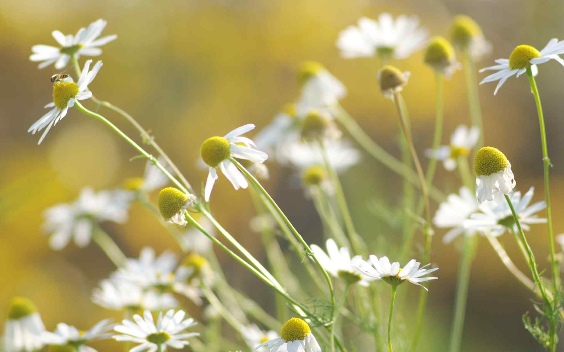 雏菊花白色唯美蜜蜂桌面壁纸