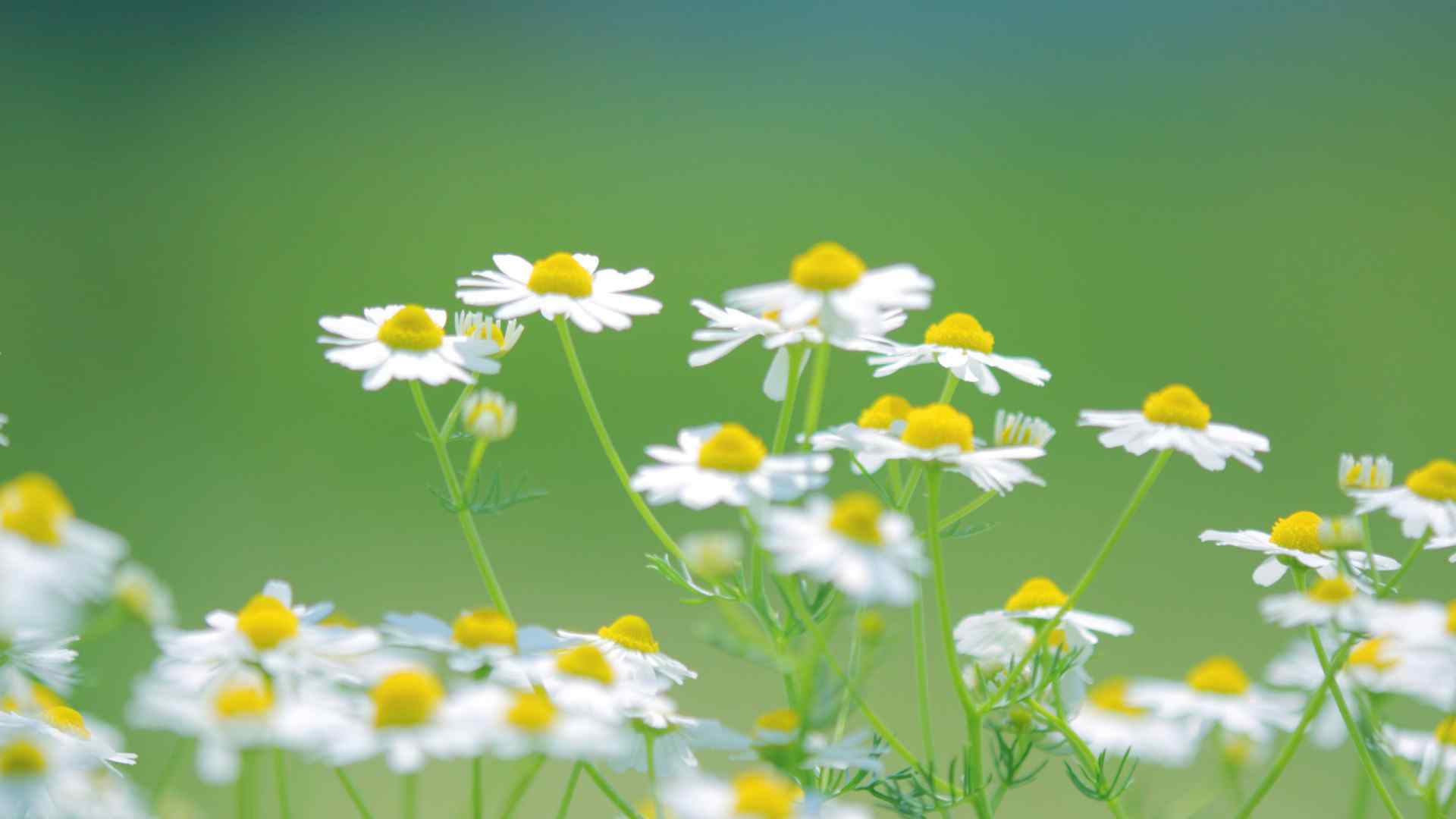 雏菊花白色雏菊花唯美绿色护眼桌面壁纸