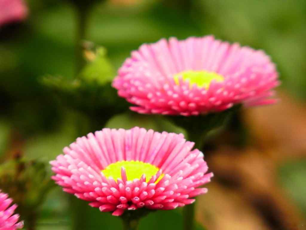 雏菊花粉色雏菊花品种桌面壁纸