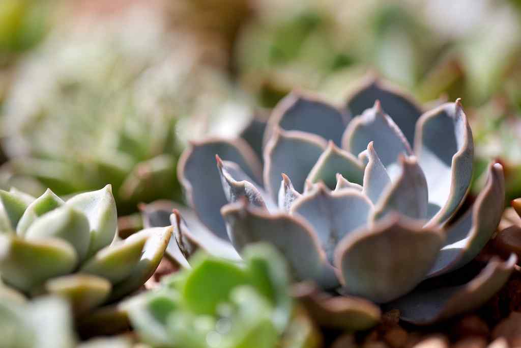 多肉植物拼盘优雅可爱桌面壁纸