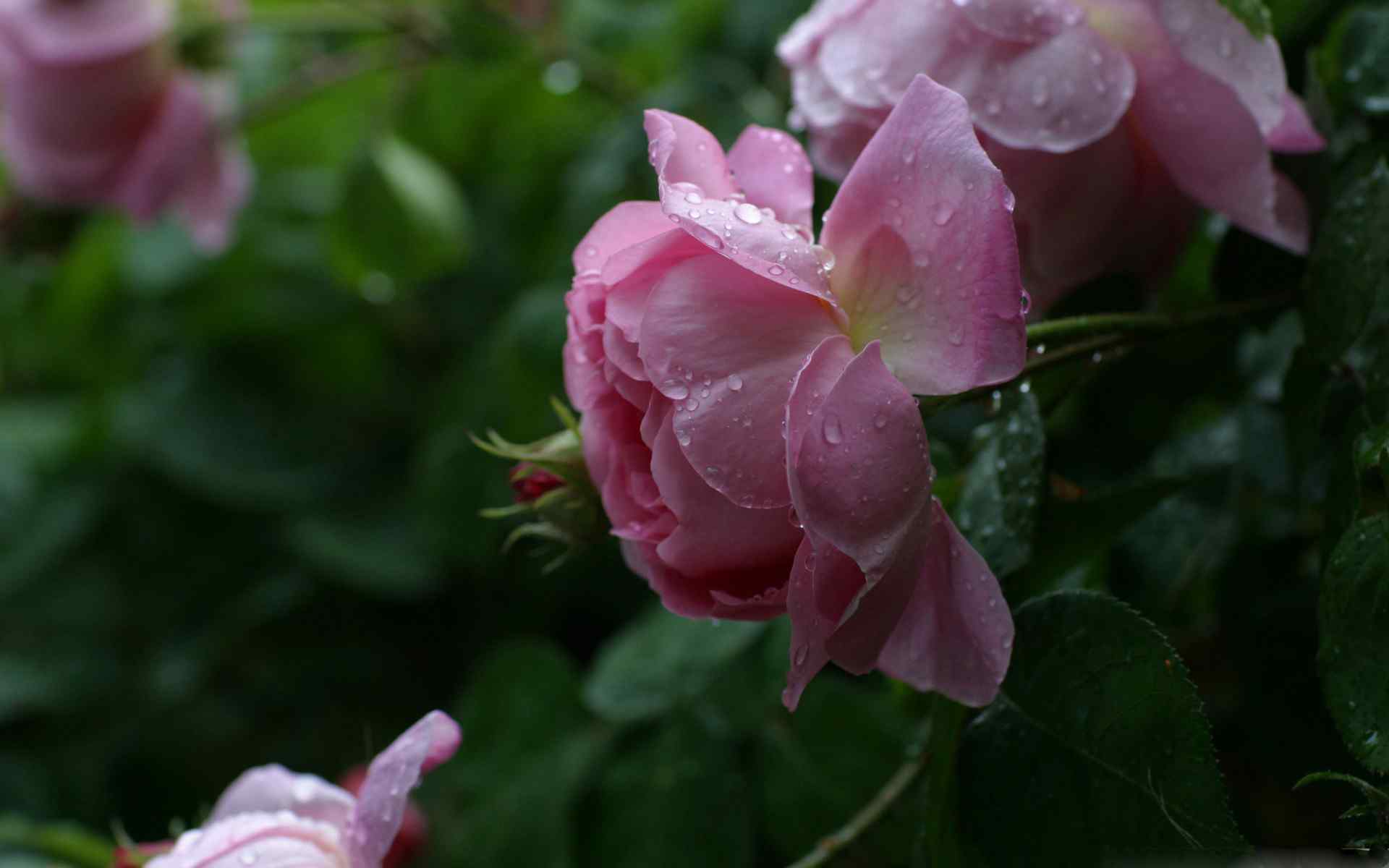 月季花粉色系雨珠桌面壁纸