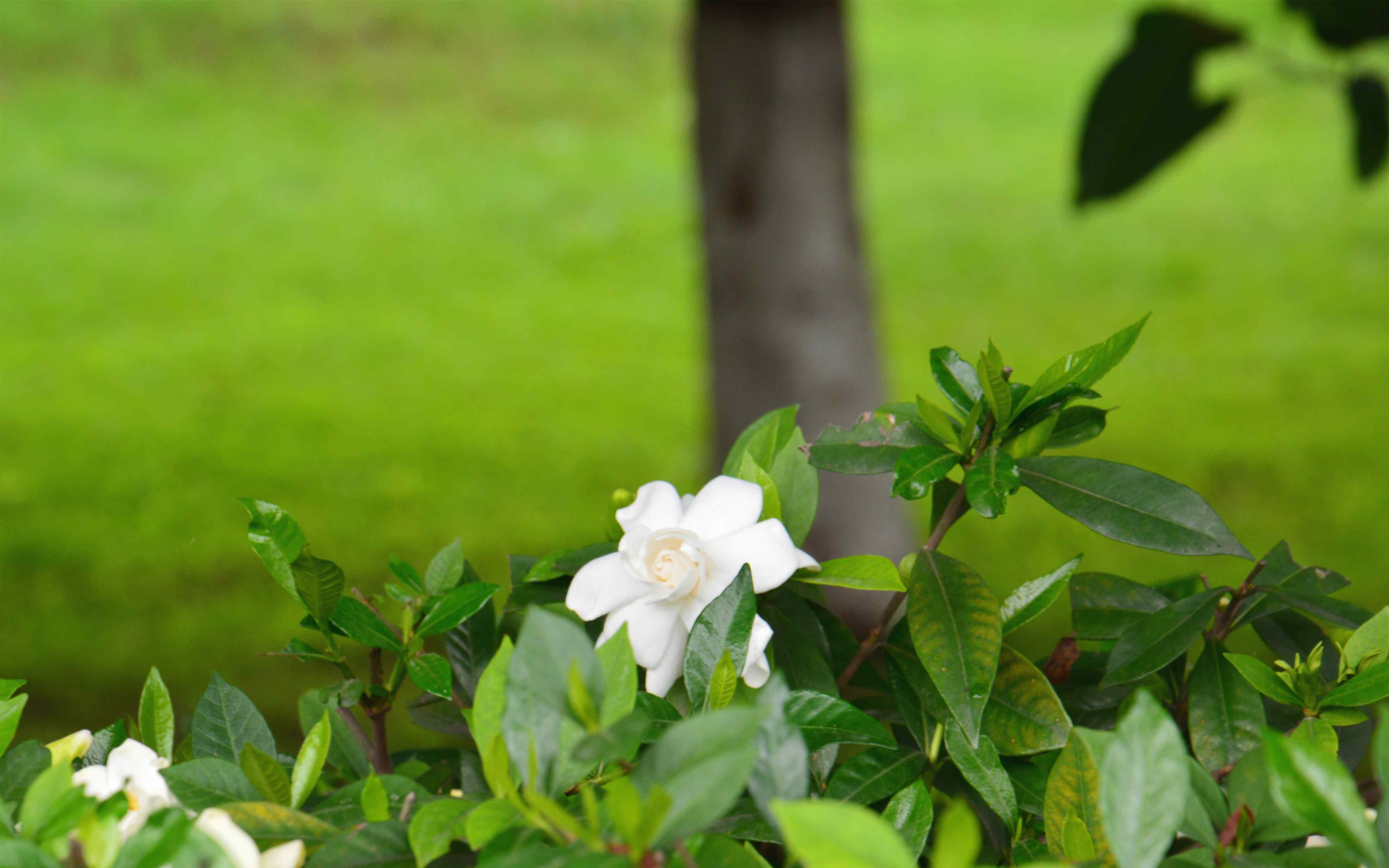 栀子花公园里盛开的栀子花桌面壁纸