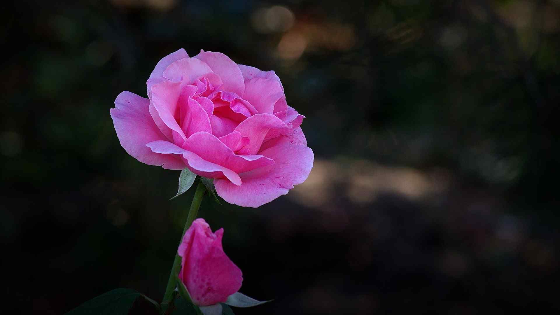 月季花常见品种粉和平桌面壁纸