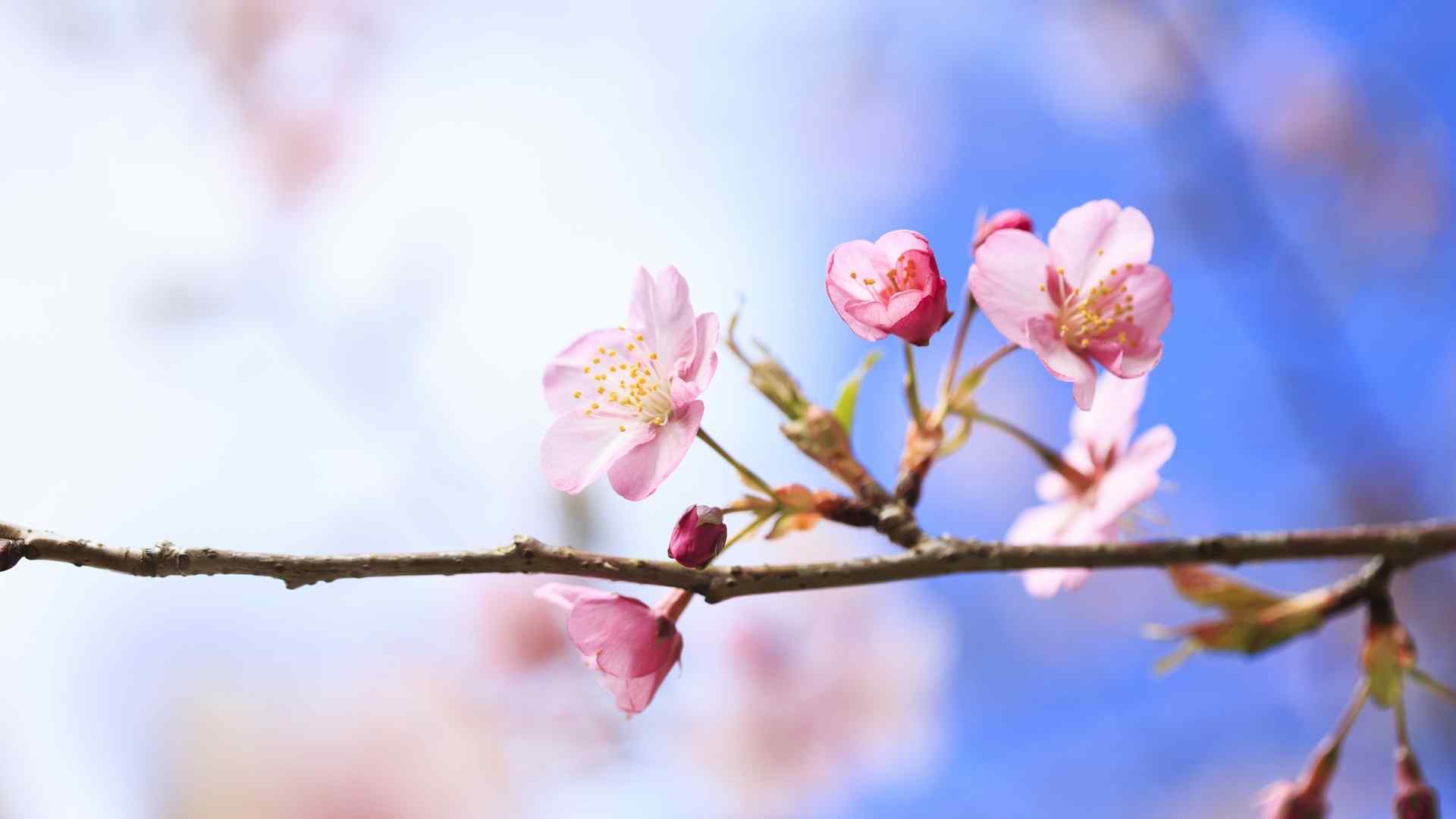 梅花蓝天白云唯美桌面壁纸