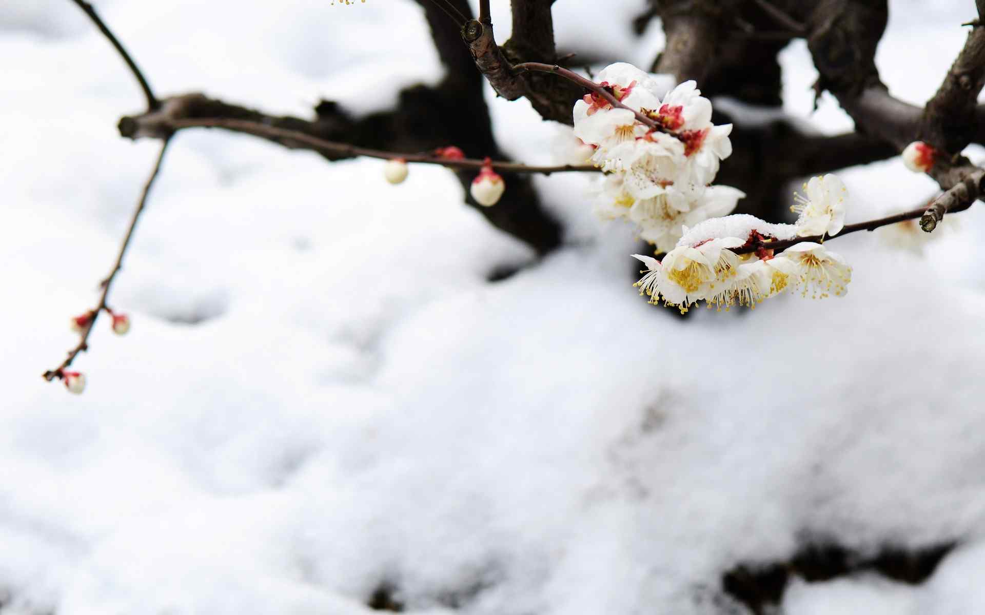 梅花冬日大雪覆盖的梅花桌面壁纸