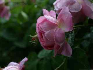 月季花粉色系雨珠桌面壁纸