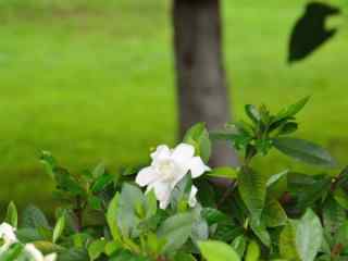 栀子花公园里盛开的栀子花桌面壁纸