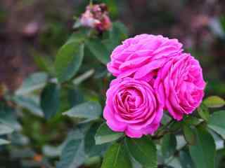 月季花粉和平花团景簇桌面壁纸