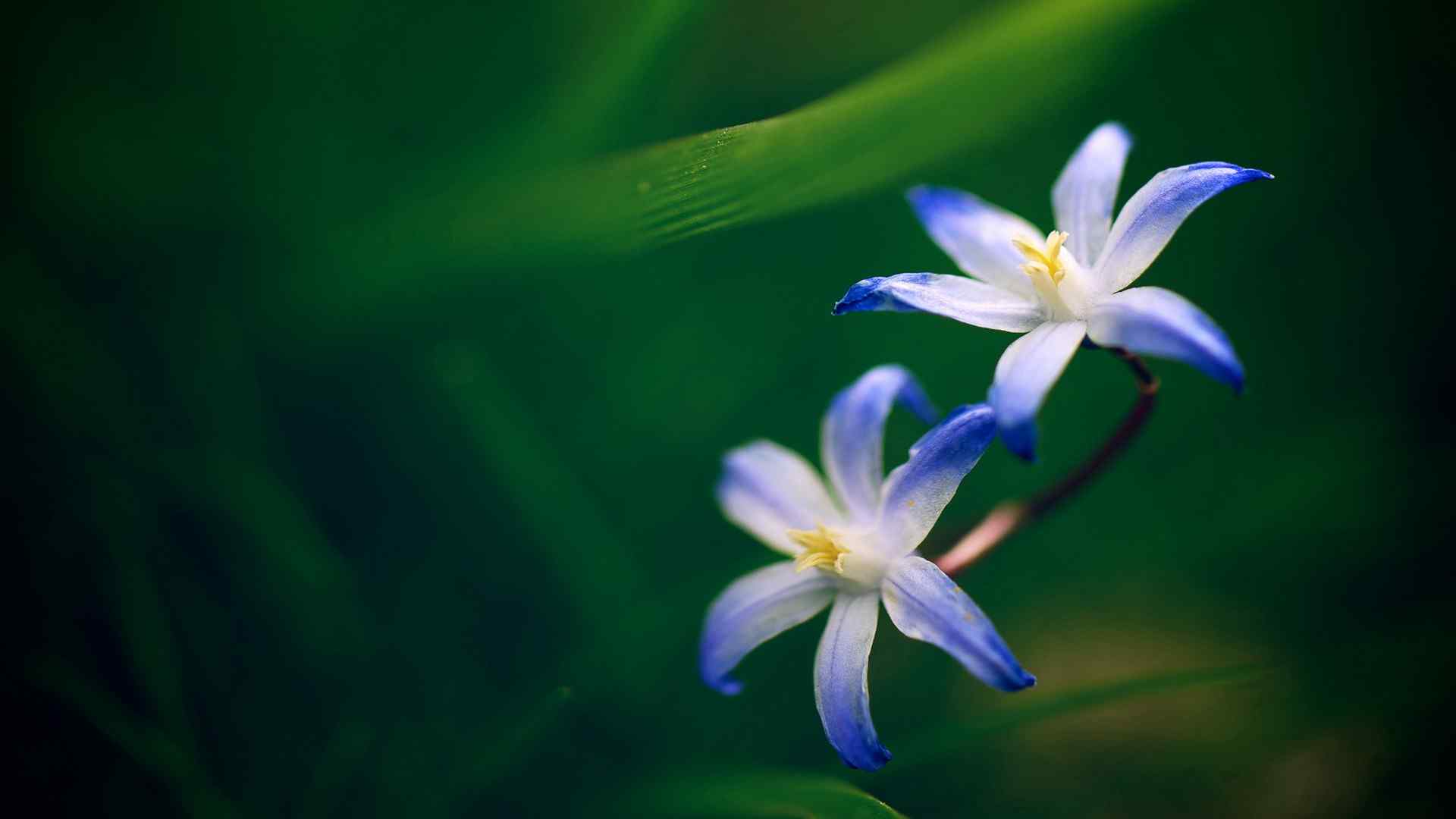 兰花紫色花卉唯美小清新桌面壁纸