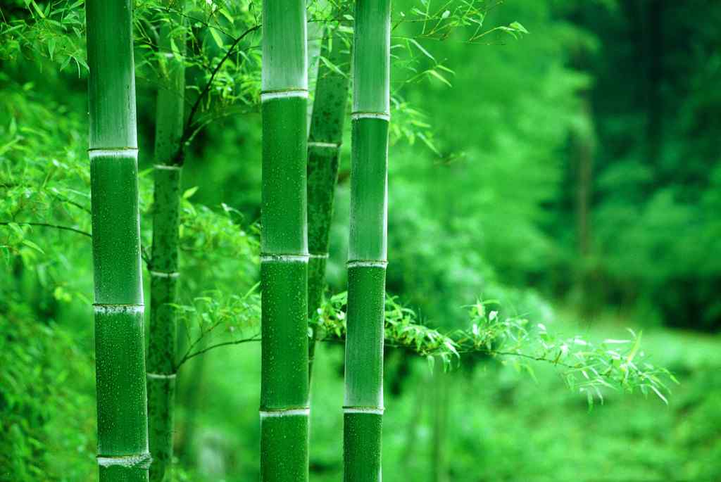 竹子翠绿雨水冲刷桌面壁纸