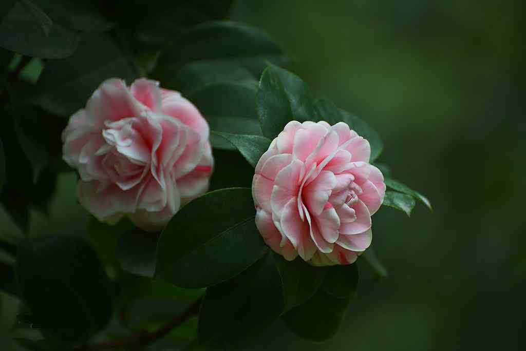 茶花粉白相间唯美优雅桌面壁纸