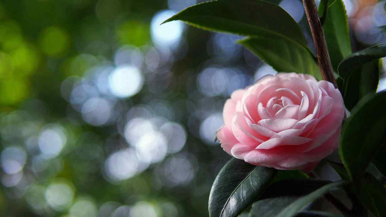 茶花光阴斑驳粉色茶花桌面壁纸