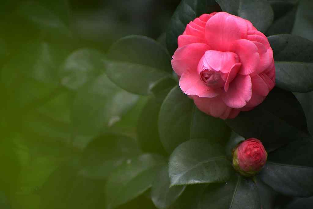 茶花唯美玫红色茶花桌面壁纸