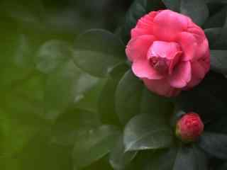 茶花唯美玫红色茶花桌面壁纸