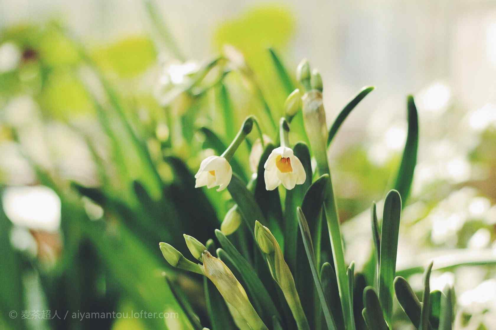 水仙花唯美小清新桌面壁纸