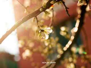 暖色调杏花风景桌面壁纸（4张）