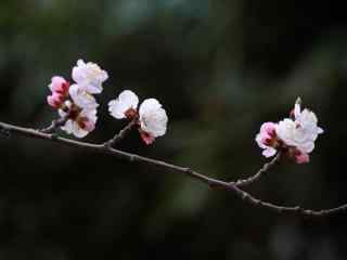 春日里的小清新杏花美丽风景桌面壁纸（6张）