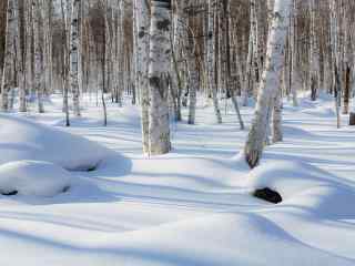 雪景中的白桦林桌面壁纸