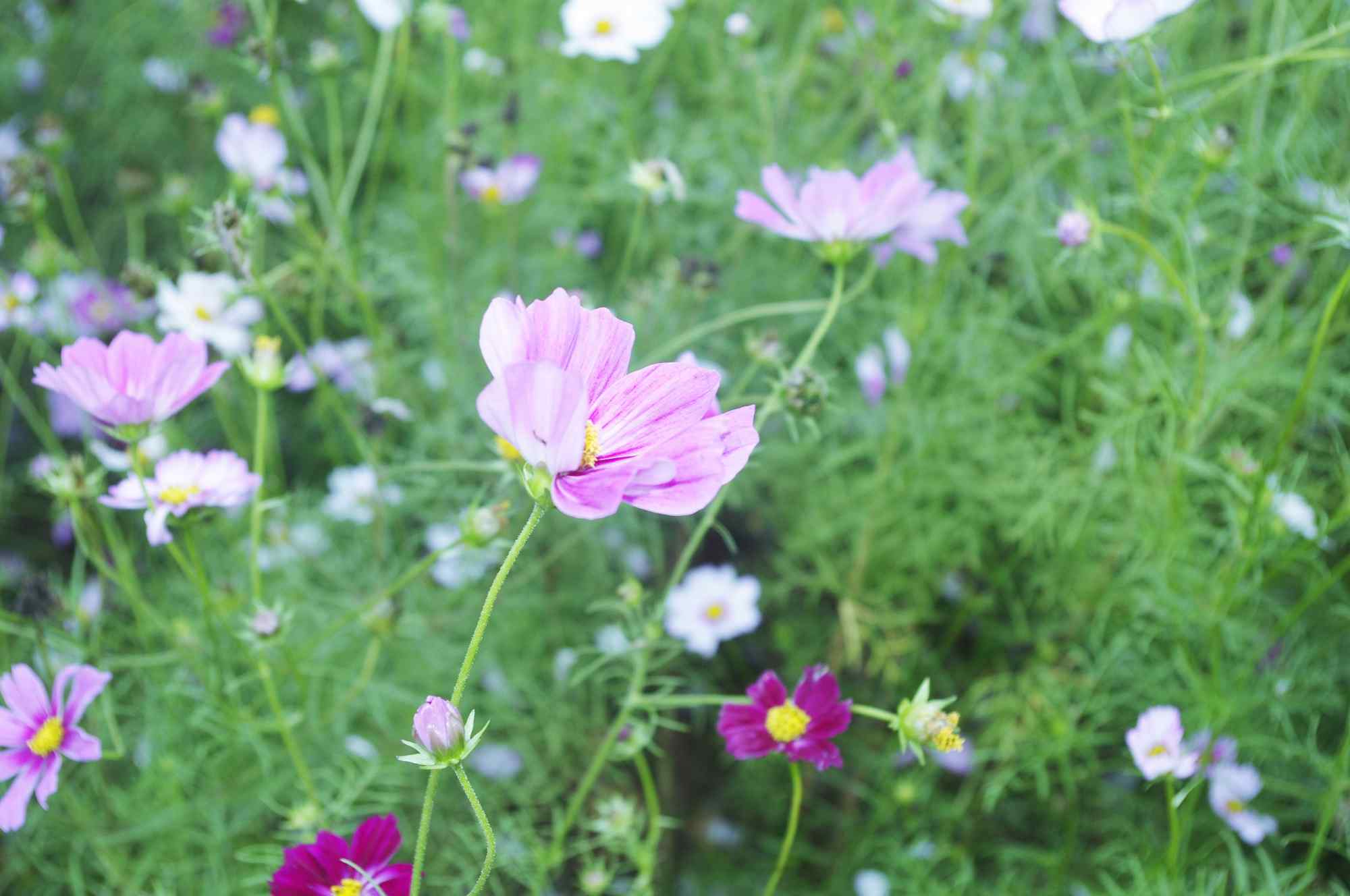 格桑花绿色植物壁纸图片下载