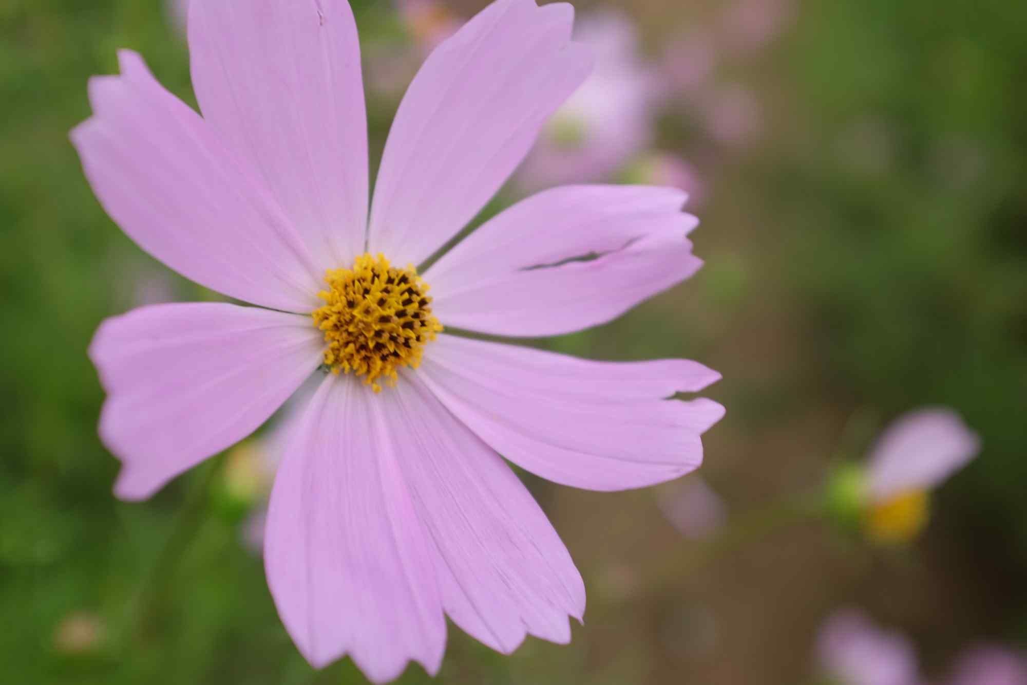 格桑花简约图片桌面壁纸