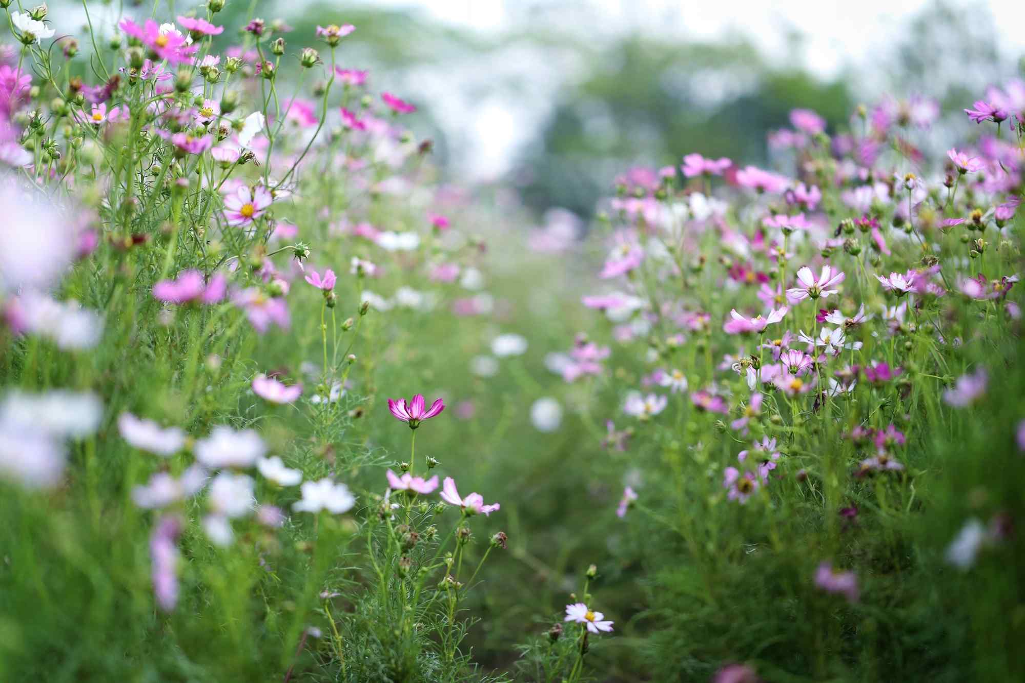 盛开的小清新格桑花桌面壁纸