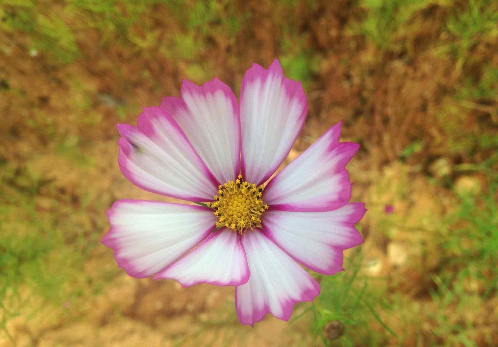 一朵格桑花桌面壁纸