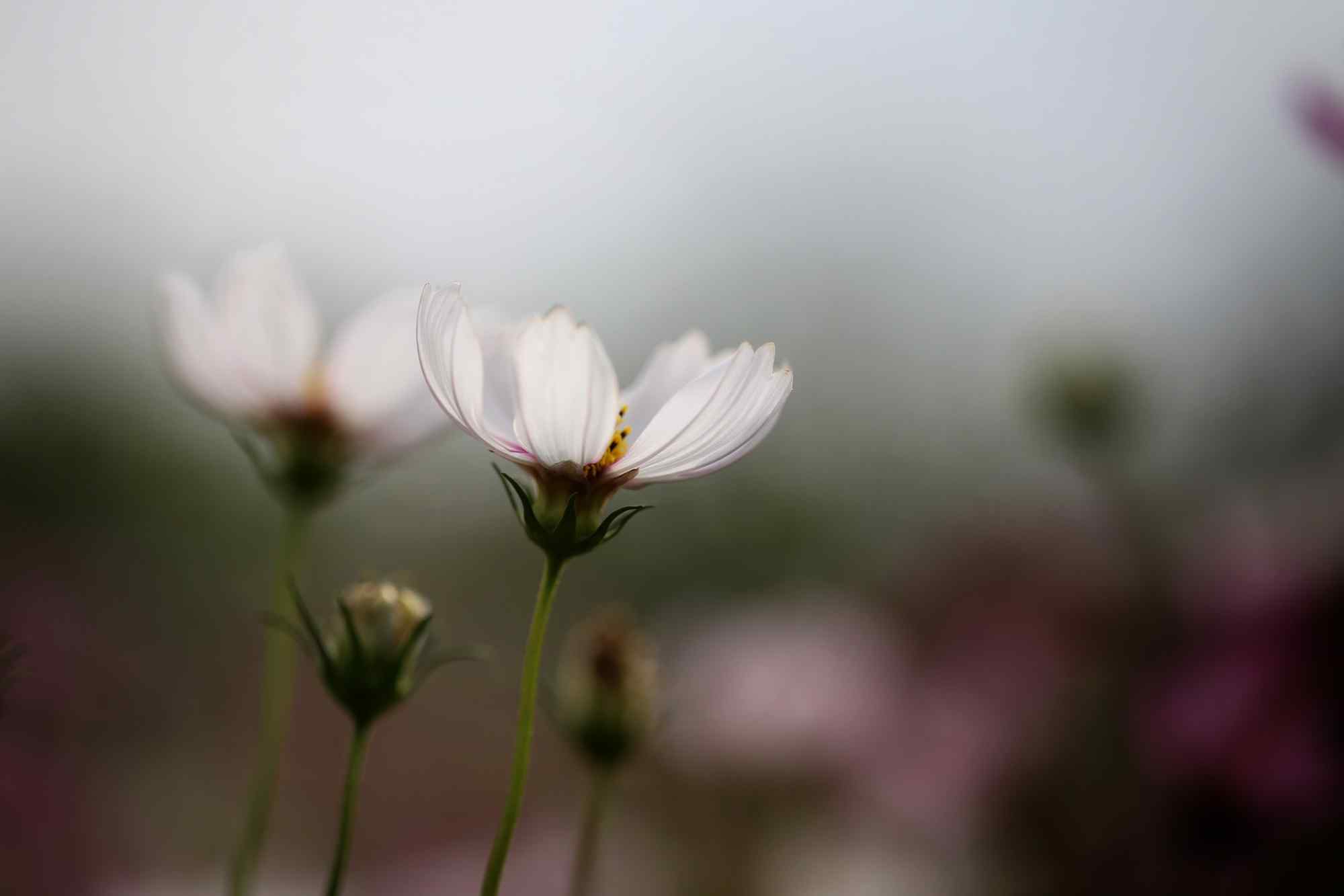 白色格桑花壁纸图片下载