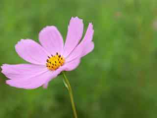 小清新格桑花桌面壁纸