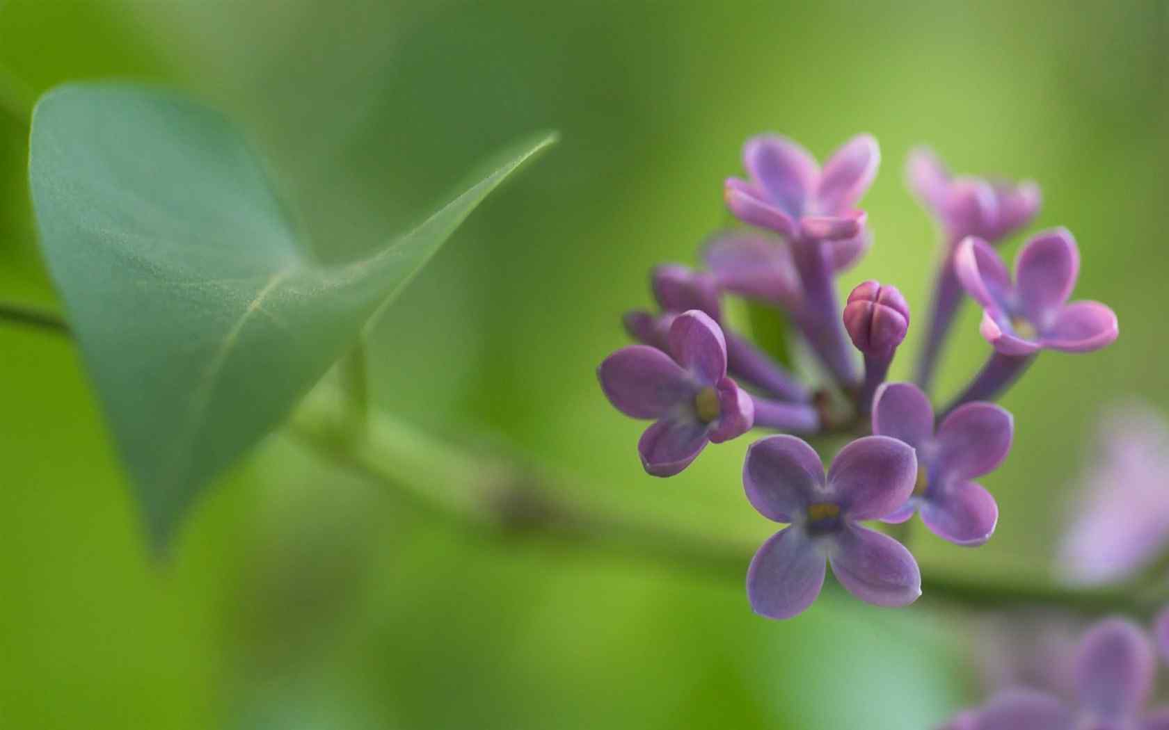 花的图片小清新紫色风信子图片壁纸桌面