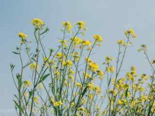 小清新油菜花图片桌面壁纸