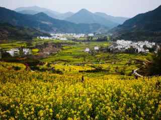 满山遍野的小黄花桌面壁纸