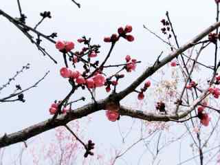 冬日梅花含苞待放美丽风景图片桌面壁纸