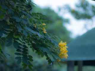 唯美的小黄花风景图片高清壁纸