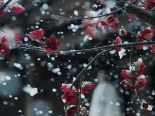 文艺雪中梅花图片壁纸