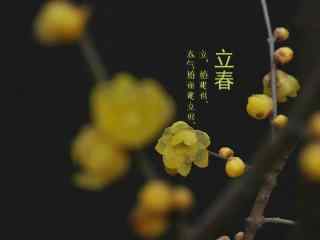 2017年立春节气壁纸之唯美黄色梅花图片