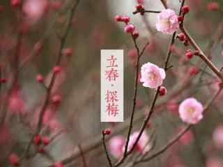 立春特制节气壁纸之唯美梅花图片