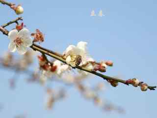 立春节气壁纸之白色梅花丛中的小蜜蜂