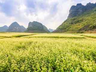 小清新唯美荞麦花海图片