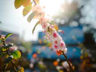 粉红色樱花美丽景色图片桌面壁纸