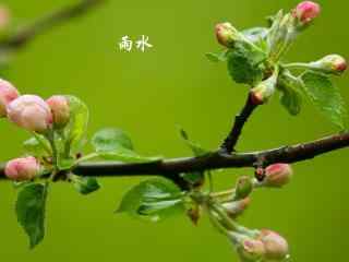 雨水节气-含苞待放的花朵图片