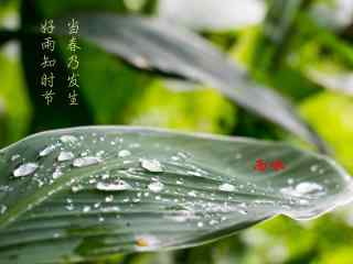 雨水节气-应季故事词壁纸图片