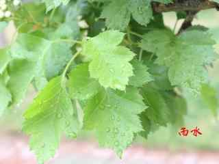 雨水节气-雨后的绿色植物壁纸图片