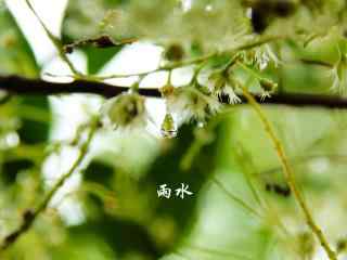 雨水节气-小清新绿色护眼壁纸