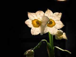 夜晚灯光下水仙花桌面壁纸