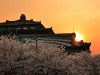 夕阳照射下的樱花树