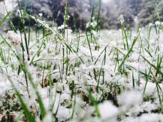 被冰雪覆盖的青苔桌面壁纸